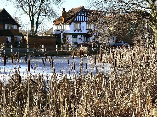 The Swan in Winter